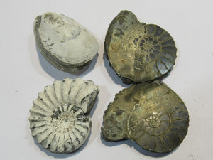 Ammonit Set Pleuroceren und Miesmuschel Buttenheim, Deutschland