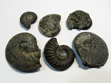 Laden Sie das Bild in den Galerie-Viewer, Ammonit Set 6 Pachydiscus +Pleuroceren Pyrit, Limonit Normandie, Frankreich