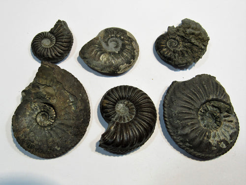 Ammonit Set 6 Pachydiscus +Pleuroceren Pyrit, Limonit Normandie, Frankreich