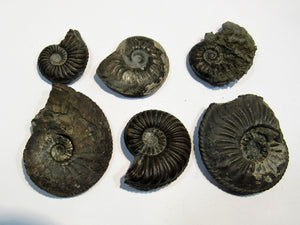 Ammonit Set 6 Pachydiscus +Pleuroceren Pyrit, Limonit Normandie, Frankreich