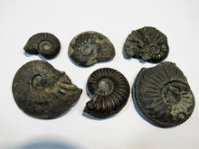 Laden Sie das Bild in den Galerie-Viewer, Ammonit Set 6 Pachydiscus +Pleuroceren Pyrit, Limonit Normandie, Frankreich