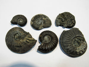 Ammonit Set 6 Pachydiscus +Pleuroceren Pyrit, Limonit Normandie, Frankreich