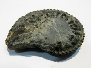Ammonit Pleuroceras Lias Kalk 5,8cm Mistelgau Bayreuth, Deutschland