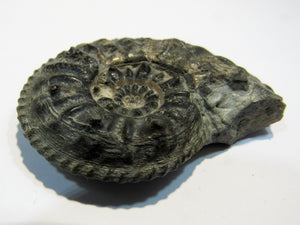 Ammonit Pleuroceras Lias Kalk 5,8cm Mistelgau Bayreuth, Deutschland