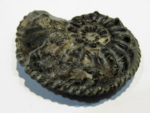 Laden Sie das Bild in den Galerie-Viewer, Ammonit Pleuroceras Lias Kalk 5,8cm Mistelgau Bayreuth, Deutschland