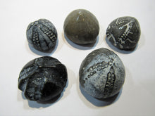 Laden Sie das Bild in den Galerie-Viewer, Seeigel fossil 5 Stk Kreide Flint poliert Ostsee Rügen Deutschland
