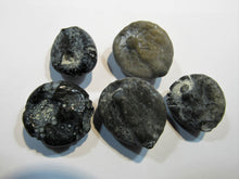 Laden Sie das Bild in den Galerie-Viewer, Seeigel fossil 5 Stk Kreide Flint poliert Ostsee Rügen Deutschland