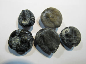 Seeigel fossil 5 Stk Kreide Flint poliert Ostsee Rügen Deutschland