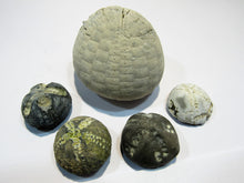Laden Sie das Bild in den Galerie-Viewer, Seeigel fossil Sammlung 5 Stk Kreide Flint Ostsee Rügen, Deutschland