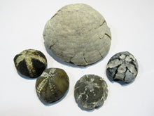 Laden Sie das Bild in den Galerie-Viewer, Seeigel fossil Sammlung 5 Stk Kreide Flint Ostsee Rügen, Deutschland