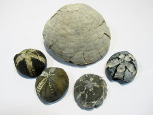 Seeigel fossil Sammlung 5 Stk Kreide Flint Ostsee Rügen, Deutschland