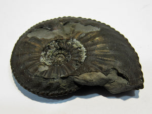 Ammonit Amaltheus depressus Limonit 5cm Bisingen, Deutschland