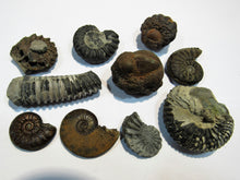 Laden Sie das Bild in den Galerie-Viewer, Ammonit Set 10 Fossilien Pyrit Limonit Kalk Normandie, Frankreich