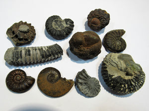 Ammonit Set 10 Fossilien Pyrit Limonit Kalk Normandie, Frankreich