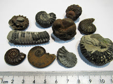 Laden Sie das Bild in den Galerie-Viewer, Ammonit Set 10 Fossilien Pyrit Limonit Kalk Normandie, Frankreich