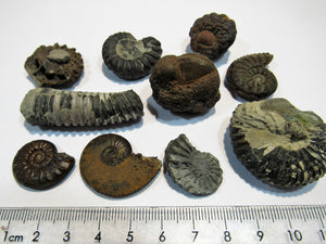 Ammonit Set 10 Fossilien Pyrit Limonit Kalk Normandie, Frankreich