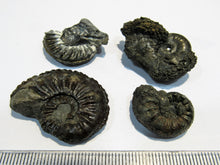 Laden Sie das Bild in den Galerie-Viewer, Ammonit Set 4 Pachydiscus +Pleuroceren Pyrit, Limonit Normandie, Frankreich