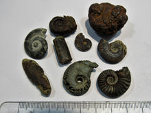 Laden Sie das Bild in den Galerie-Viewer, Ammonit Set 9 Fossilien Pyrit Limonit Kalk Normandie, Frankreich