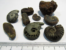 Laden Sie das Bild in den Galerie-Viewer, Ammonit Set 9 Fossilien Pyrit Limonit Kalk Normandie, Frankreich