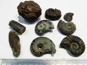 Ammonit Set 9 Fossilien Pyrit Limonit Kalk Normandie, Frankreich