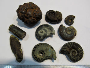 Ammonit Set 9 Fossilien Pyrit Limonit Kalk Normandie, Frankreich