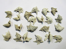 Laden Sie das Bild in den Galerie-Viewer, Schnecke Set 20x Aporrhais scaldensis Pelikanfuß Miozän Kallo, Belgien