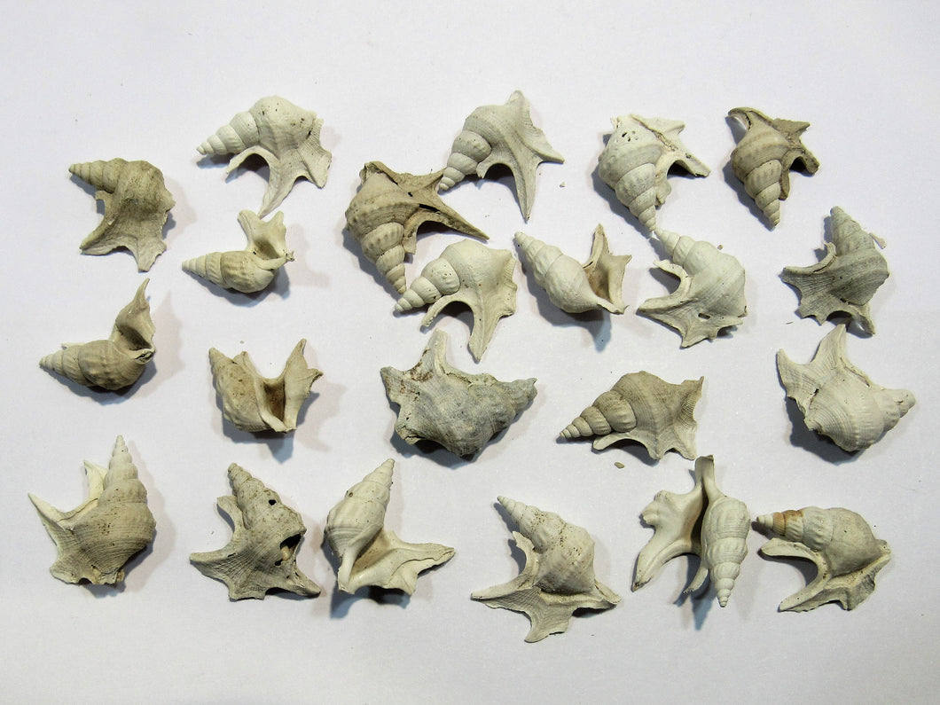 Schnecke Set 20x Aporrhais scaldensis Pelikanfuß Miozän Kallo, Belgien