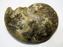 Laden Sie das Bild in den Galerie-Viewer, Ammonit Tissolia Schalenerhaltung 10cmxD2,5cm Wadi Jarfa, Ägypten