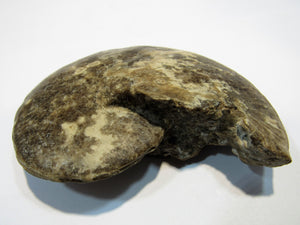 Ammonit Tissolia Schalenerhaltung 10cmxD2,5cm Wadi Jarfa, Ägypten