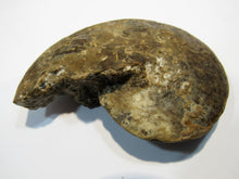 Laden Sie das Bild in den Galerie-Viewer, Ammonit Tissolia Schalenerhaltung 10cmxD2,5cm Wadi Jarfa, Ägypten