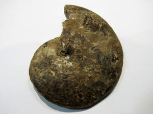 Ammonit Tissolia Schalenerhaltung 10cmxD2,5cm Wadi Jarfa, Ägypten