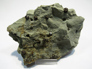 Pyrit Eiserne Kreuze Limonit Pyrit in Mergel Nalhof Extertal, Deuschland