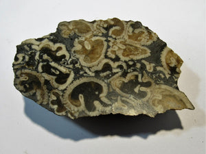 Hippurites sp. socatus Schliff fossile Platte Mullusken Hieflau Salzburg, Österreich