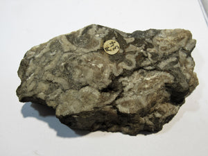 Hippurites sp. socatus Schliff fossile Platte Mullusken Hieflau Salzburg, Österreich
