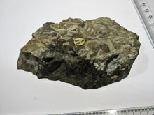 Laden Sie das Bild in den Galerie-Viewer, Hippurites sp. socatus Schliff fossile Platte Mullusken Hieflau Salzburg, Österreich