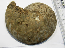 Laden Sie das Bild in den Galerie-Viewer, Ammonit Tissolia calciniert geschliffen Dm 10cm x di3cm Wadi Jarfa, Ägypten