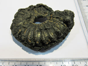 Ammonit Pleuroceras Lias Pyrit massiv 6,5cm Unterstürmig OF, Deutschland