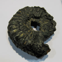 Laden Sie das Bild in den Galerie-Viewer, Ammonit Pleuroceras Lias Pyrit massiv 6,5cm Unterstürmig OF, Deutschland