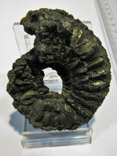 Laden Sie das Bild in den Galerie-Viewer, Ammonit Pleuroceras Lias Pyrit massiv 6,5cm Unterstürmig OF, Deutschland