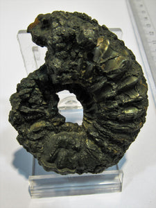 Ammonit Pleuroceras Lias Pyrit massiv 6,5cm Unterstürmig OF, Deutschland