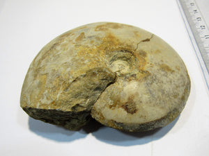 Ammonit Tissolia calciniert geschliffen Dm 10cm x Di4cm Wadi Jarfa, Ägypten