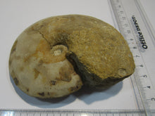 Laden Sie das Bild in den Galerie-Viewer, Ammonit Tissolia calciniert geschliffen Dm 10cm x Di4cm Wadi Jarfa, Ägypten