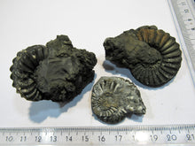 Laden Sie das Bild in den Galerie-Viewer, Ammonit drei Pyrit- Pleuroceren 1A Lobenlinien 4 bis 5,5cm Buttenheim, Deutschland