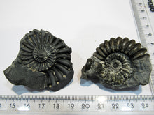 Laden Sie das Bild in den Galerie-Viewer, Ammonit Geode Pyrit und ein Abdruck Pleuroceras Buttenheim, Deutschland
