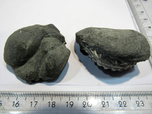 Ammonit Geode Pyrit und ein Abdruck Pleuroceras Buttenheim, Deutschland