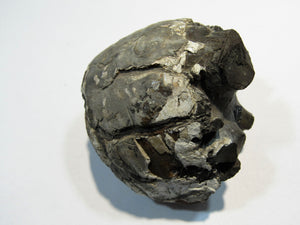 Ammonit Z352 pyritisiertes Stück Macrocephalites Jura Sengenthal, Deutschland freeshipping - Mineraldorado