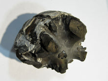 Laden Sie das Bild in den Galerie-Viewer, Ammonit Z352 pyritisiertes Stück Macrocephalites Jura Sengenthal, Deutschland freeshipping - Mineraldorado