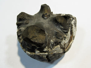 Ammonit Z352 pyritisiertes Stück Macrocephalites Jura Sengenthal, Deutschland freeshipping - Mineraldorado