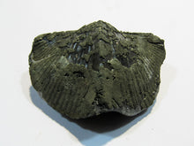 Laden Sie das Bild in den Galerie-Viewer, Brachiopode Paraspirifer bownockeri Pyrit Devon 320 Mio. Jahre. Sylvania Ohio, USA