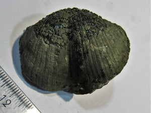 Brachiopode Paraspirifer bownockeri Pyrit Devon 320 Mio. Jahre. Sylvania Ohio, USA